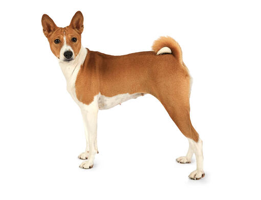 Brindle basenji for store sale